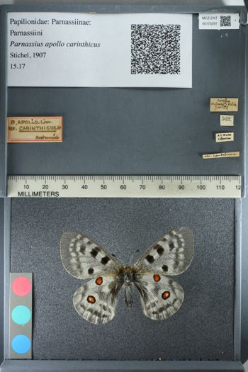 Media type: image;   Entomology 175297